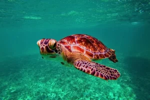 Tortue verte (Chelonia mydas) nageant dans son habitat naturel dans la baie d'Akumal, Riviera Maya.
