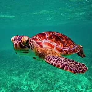Tortue verte (Chelonia mydas) nageant dans son habitat naturel dans la baie d'Akumal, Riviera Maya.