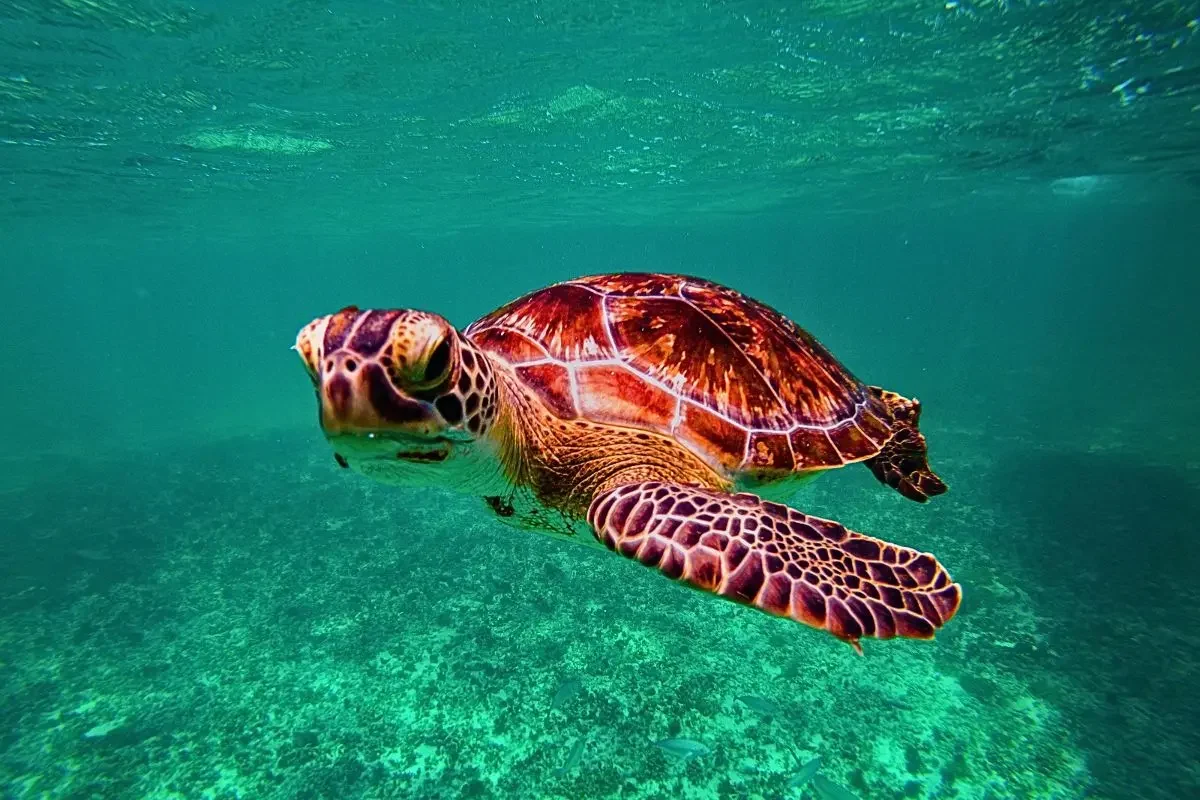 Tortue verte (Chelonia mydas) nageant dans son habitat naturel dans la baie d'Akumal, Riviera Maya.