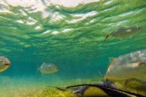 Snorkeling with sea turtles in Akumal during Tulum excursion from Barcelo Maya Riviera.